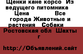 Щенки кане корсо! Из ведущего питомника! › Цена ­ 60 000 - Все города Животные и растения » Собаки   . Ростовская обл.,Шахты г.